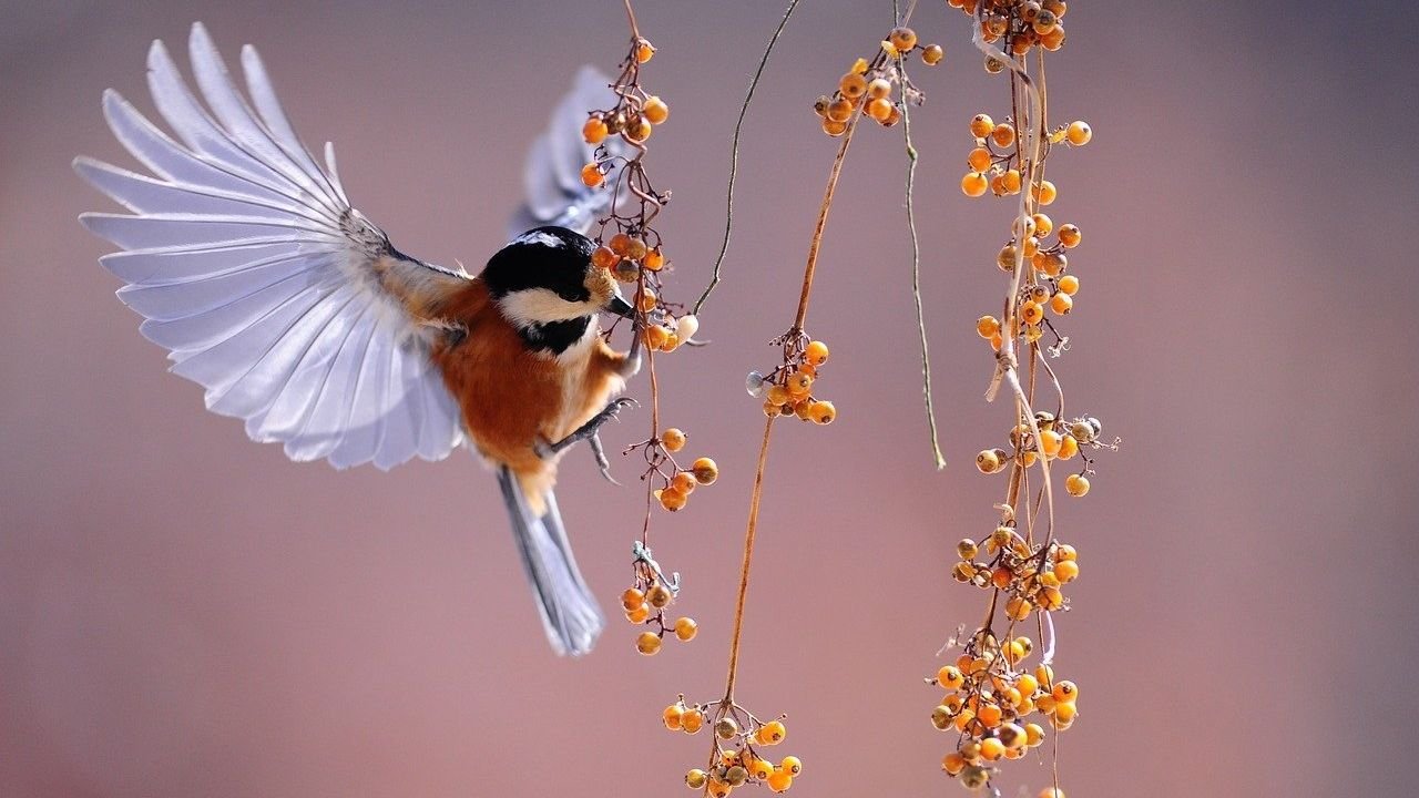 <br />
<b>Warning</b>:  Undefined variable $full_image_alt_txt in <b>/home/u893763240/domains/conic.org.br/public_html/portal/templates/shaper_gazette/html/layouts/joomla/content/intro_image.php</b> on line <b>70</b><br />
